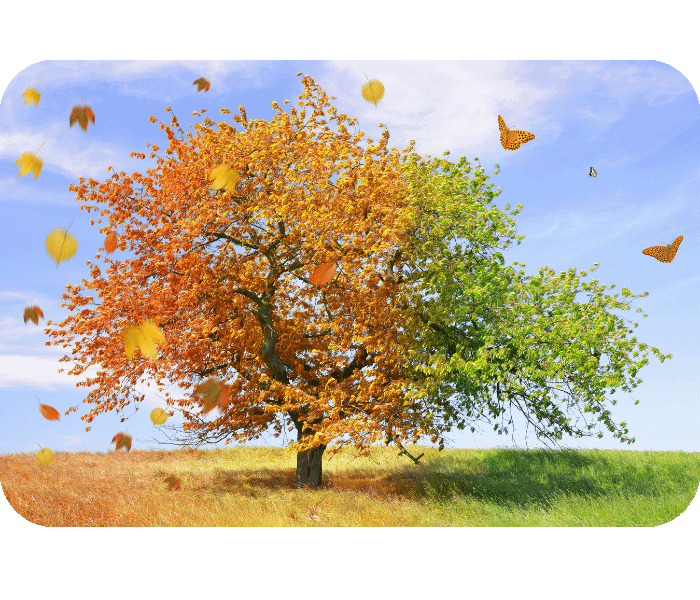 The Story Behind the Name How Life Mirror's Earths Seasons